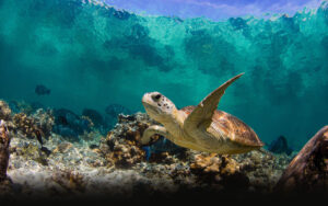 3i5014-M240M9 - Image 3